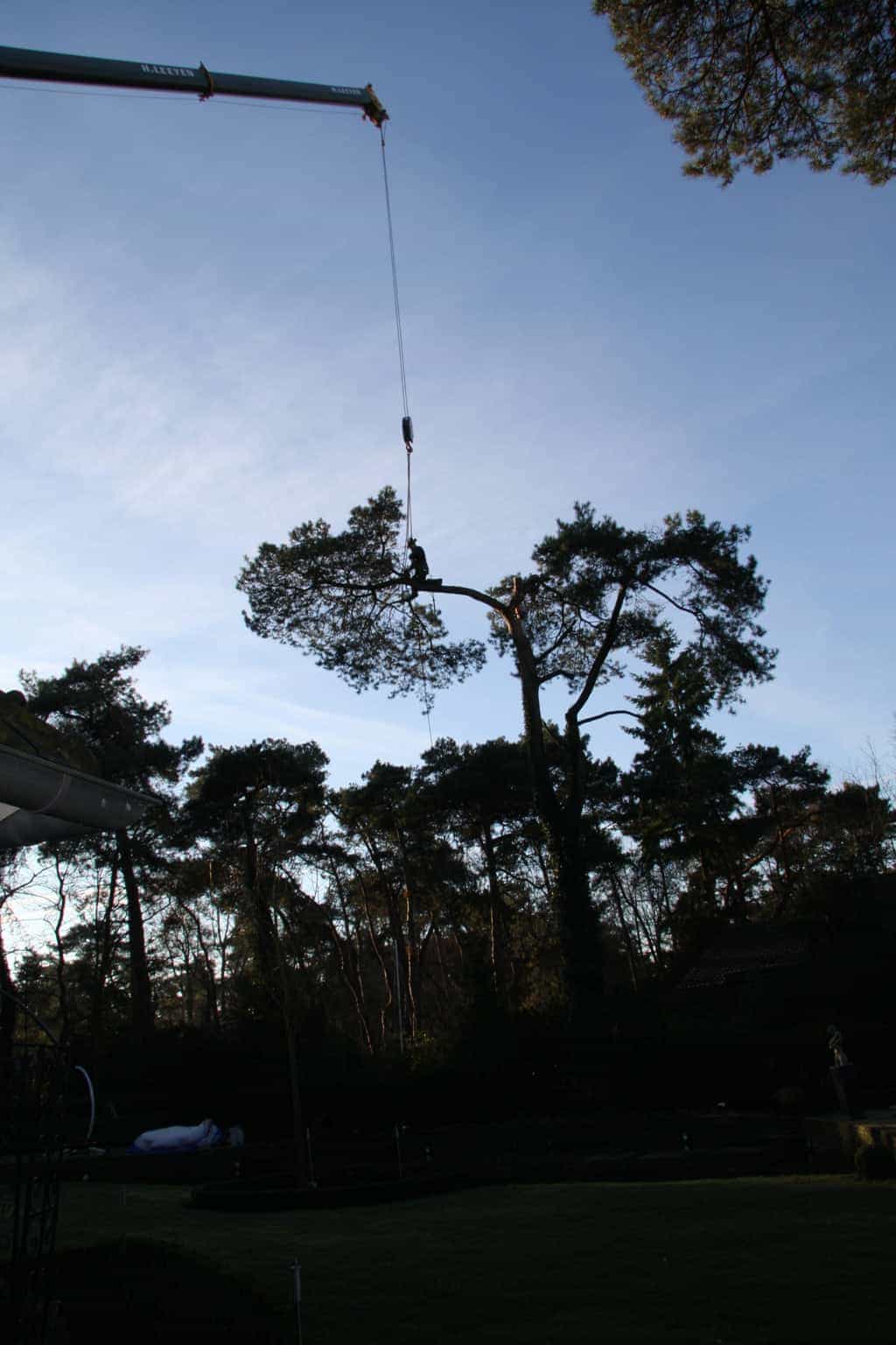 bomen rooien/hoekstra/Afbeelding 005