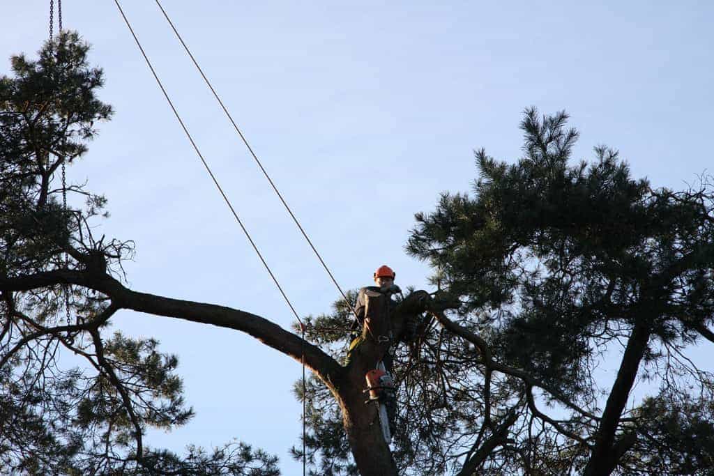 bomen rooien/hoekstra/Afbeelding 007