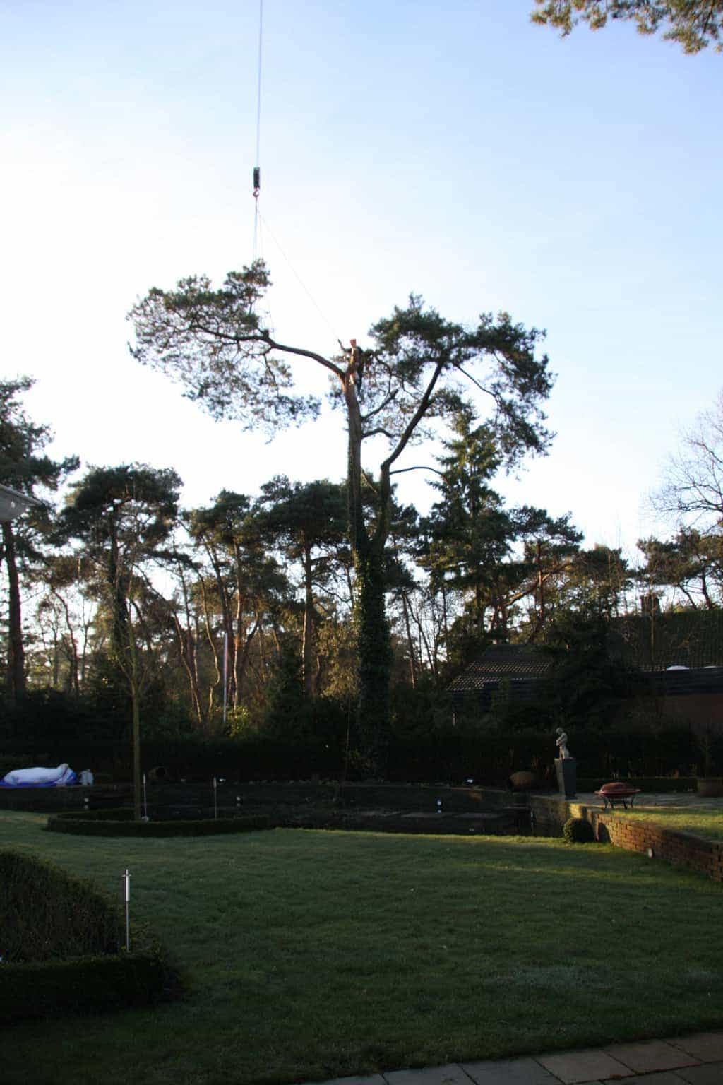 bomen rooien/hoekstra/Afbeelding 008