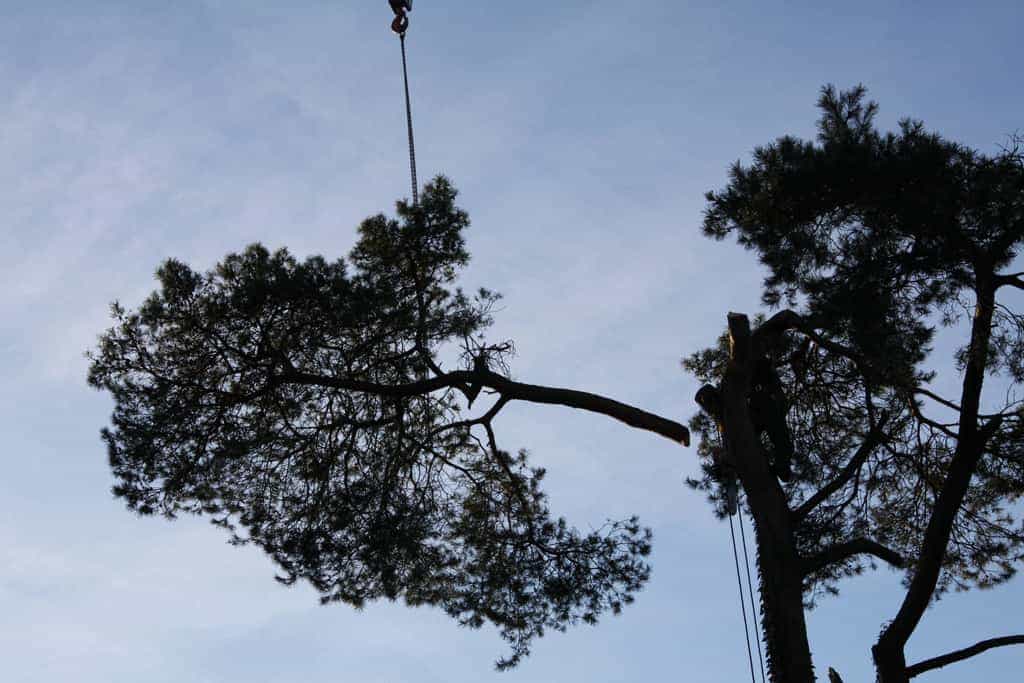bomen rooien/hoekstra/Afbeelding 012