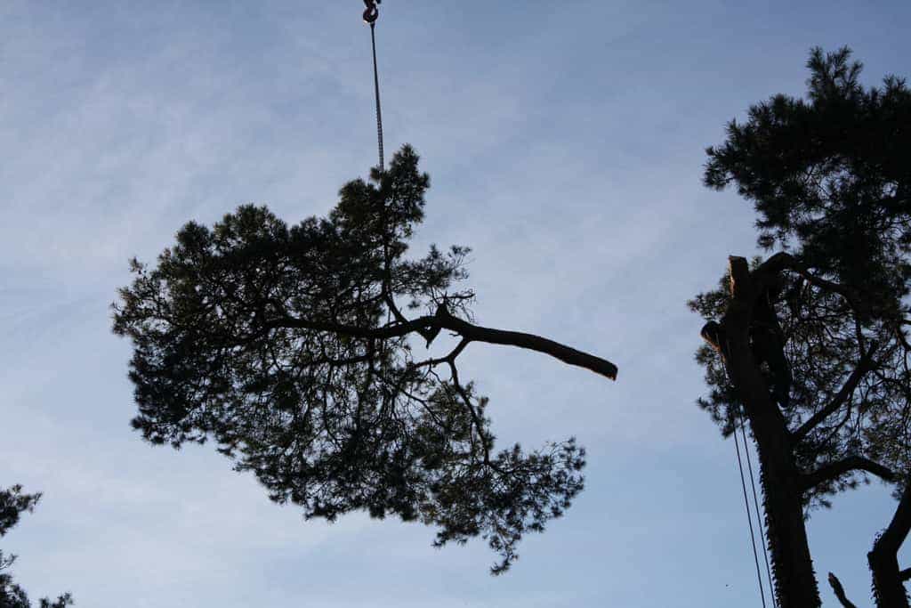 bomen rooien/hoekstra/Afbeelding 013