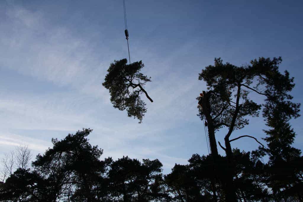 bomen rooien/hoekstra/Afbeelding 014