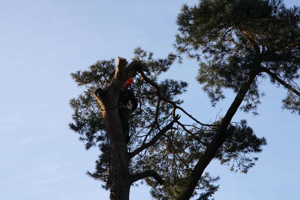 bomen rooien/hoekstra/Afbeelding 015