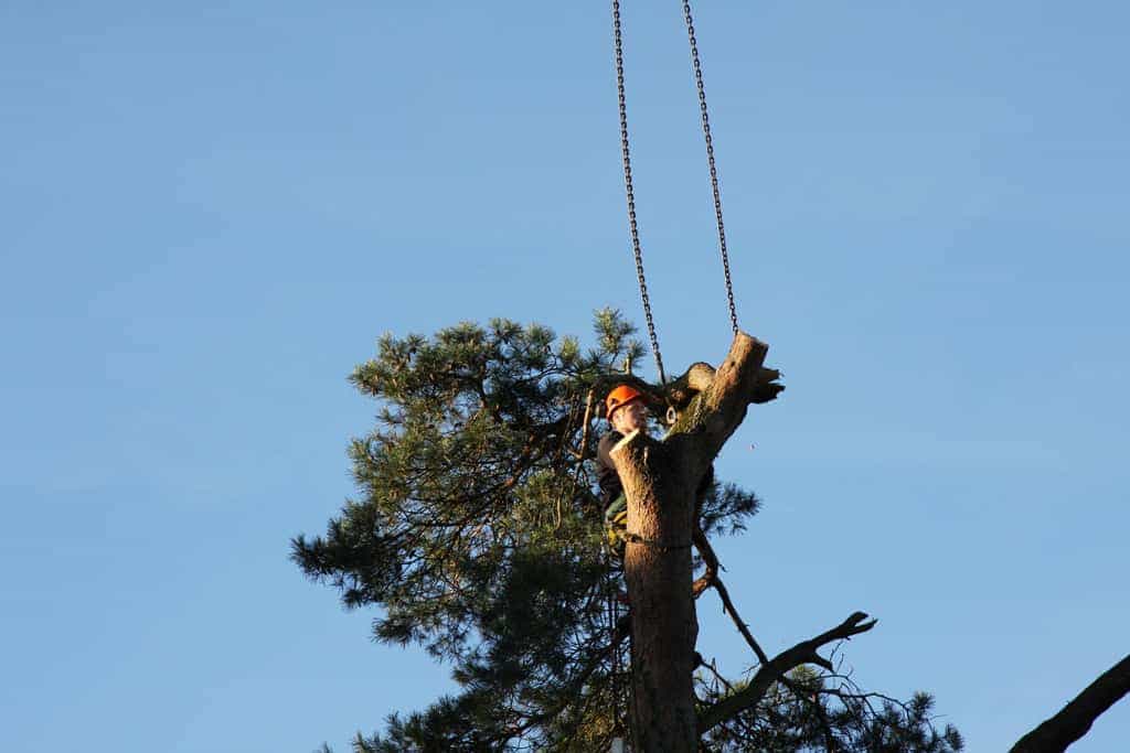 bomen rooien/hoekstra/Afbeelding 018