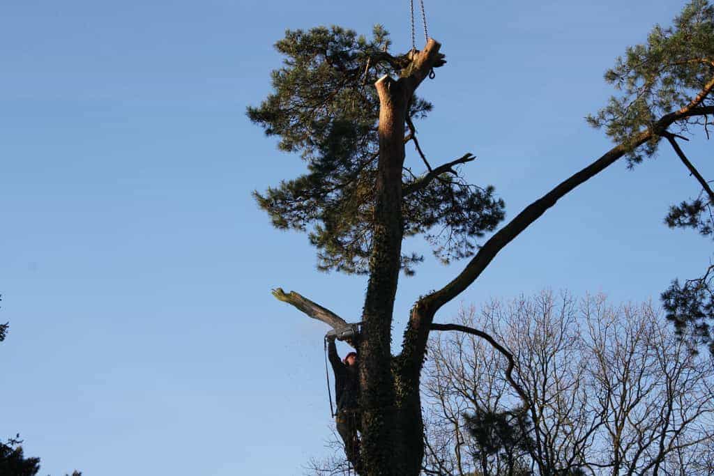 bomen rooien/hoekstra/Afbeelding 020