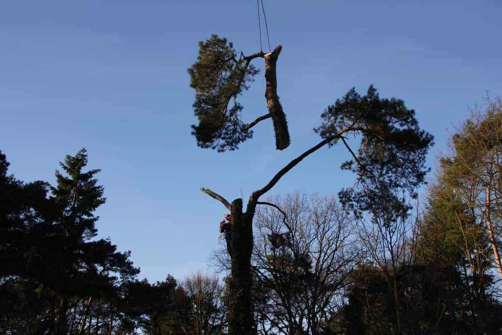bomen rooien/hoekstra/Afbeelding 022