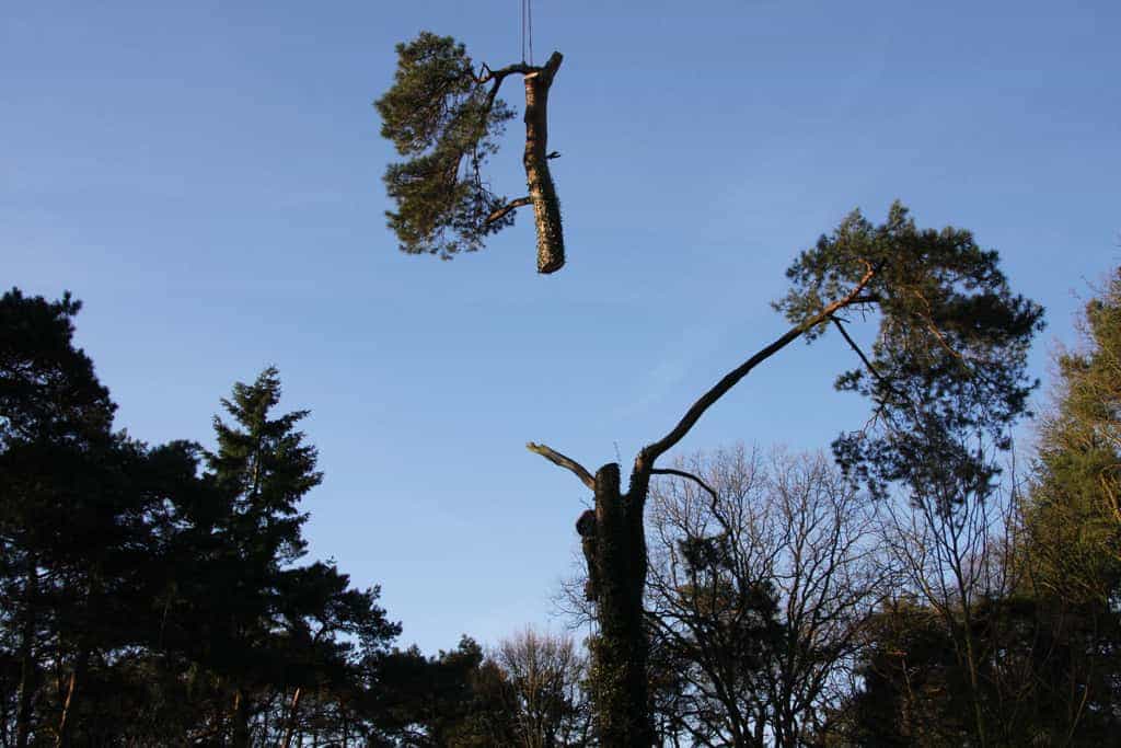 bomen rooien/hoekstra/Afbeelding 023