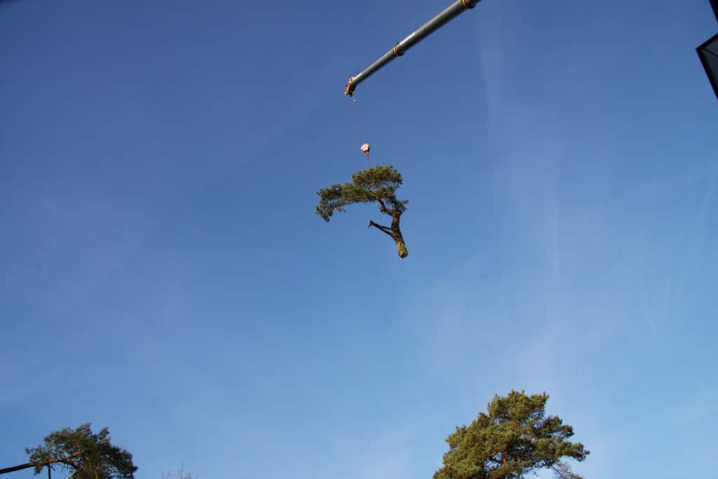 bomen rooien/hoekstra/Afbeelding 024