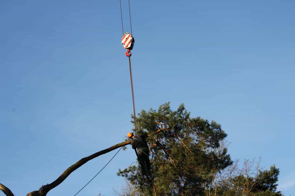 bomen rooien/hoekstra/Afbeelding 029