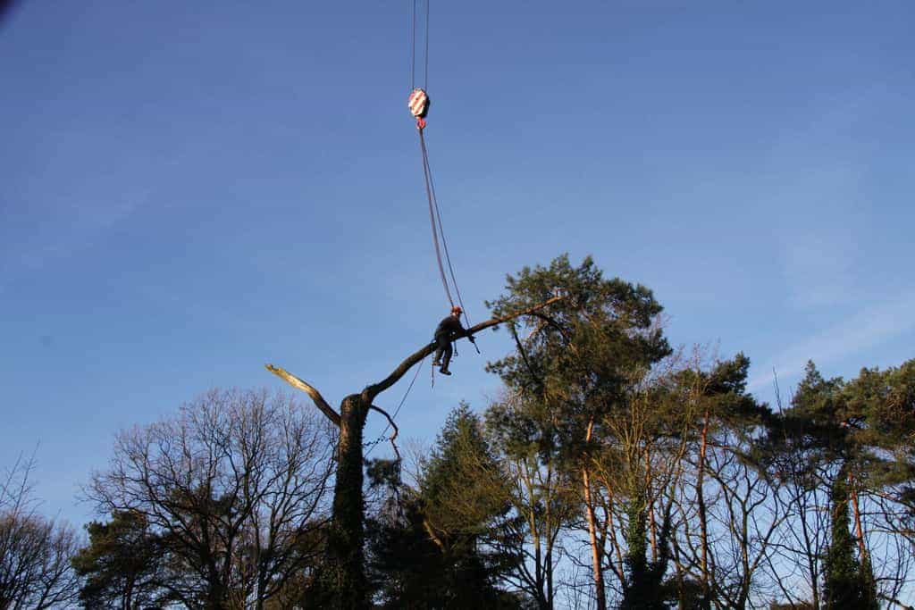 bomen rooien/hoekstra/Afbeelding 030