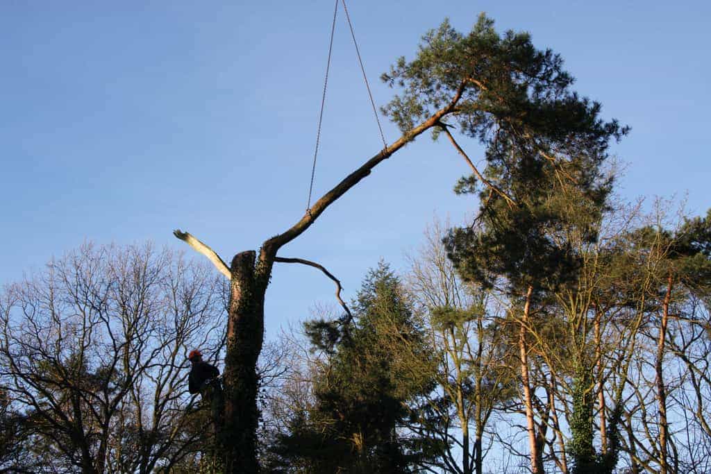 bomen rooien/hoekstra/Afbeelding 032