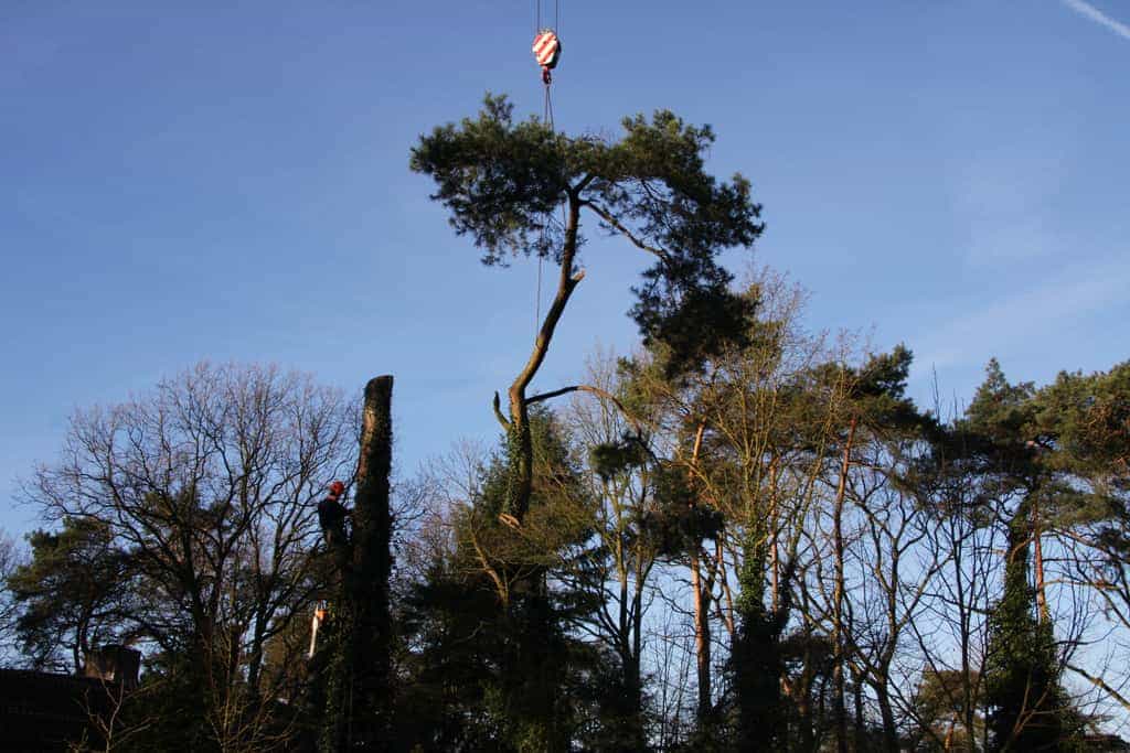bomen rooien/hoekstra/Afbeelding 035