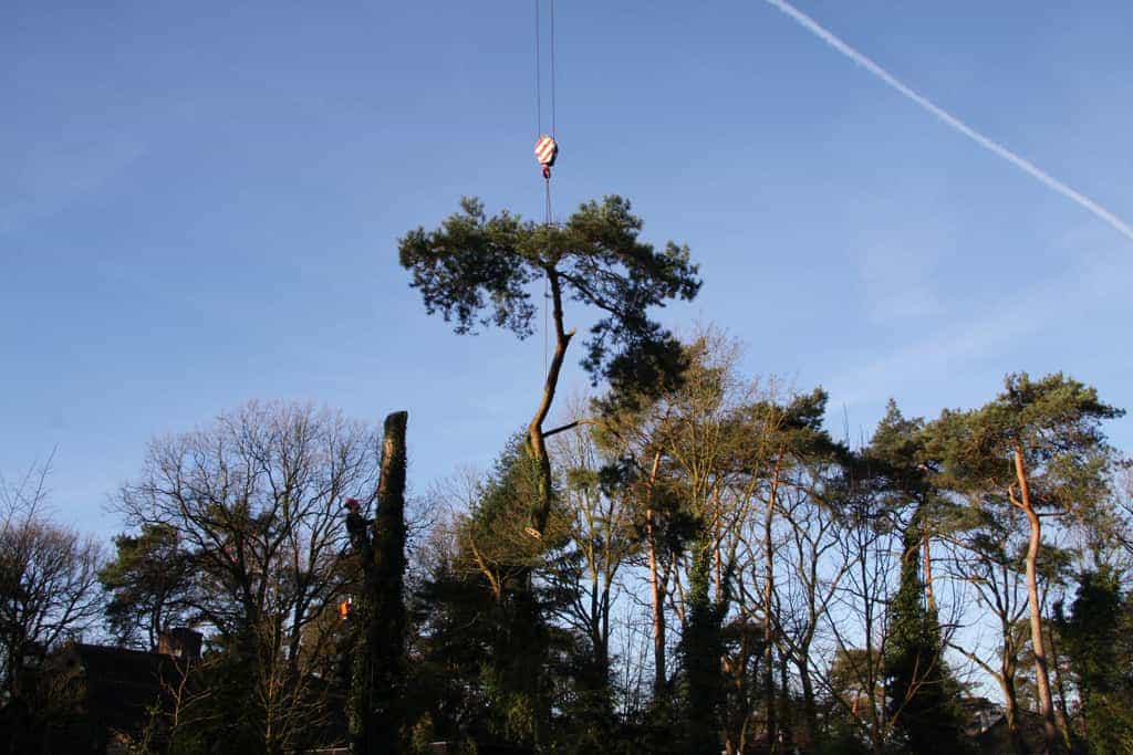 bomen rooien/hoekstra/Afbeelding 036