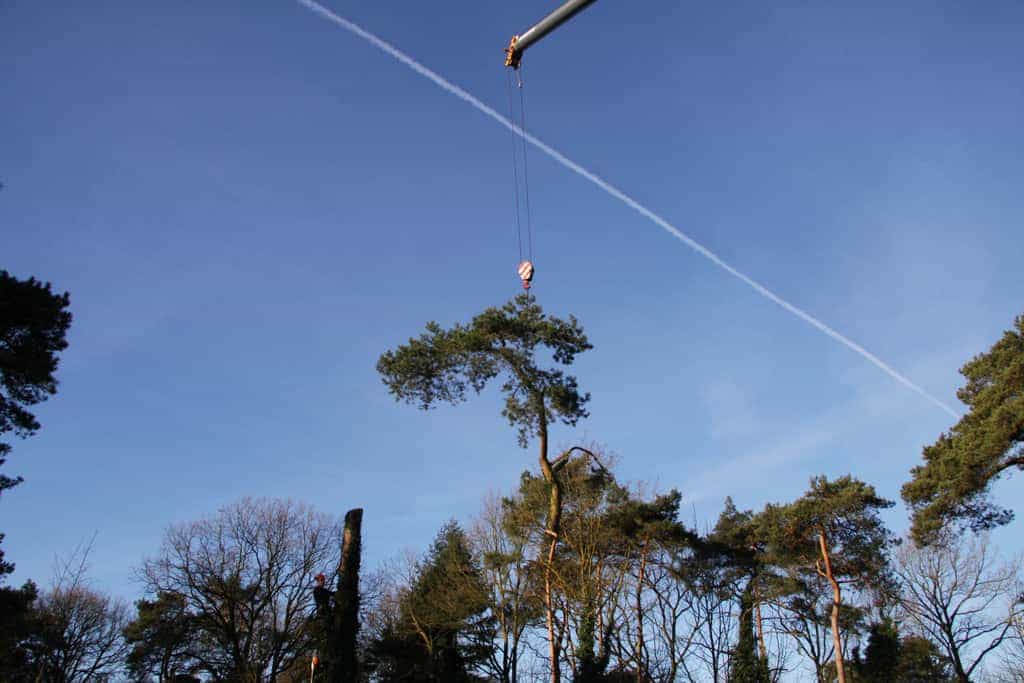 bomen rooien/hoekstra/Afbeelding 037