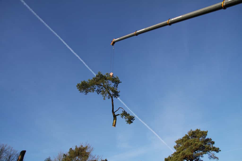 bomen rooien/hoekstra/Afbeelding 038