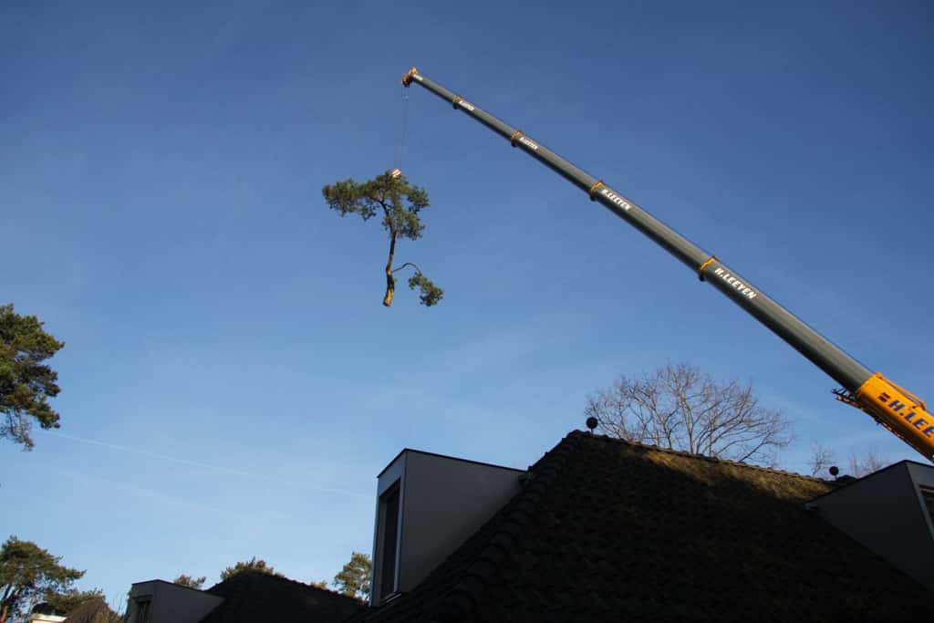 bomen rooien/hoekstra/Afbeelding 040