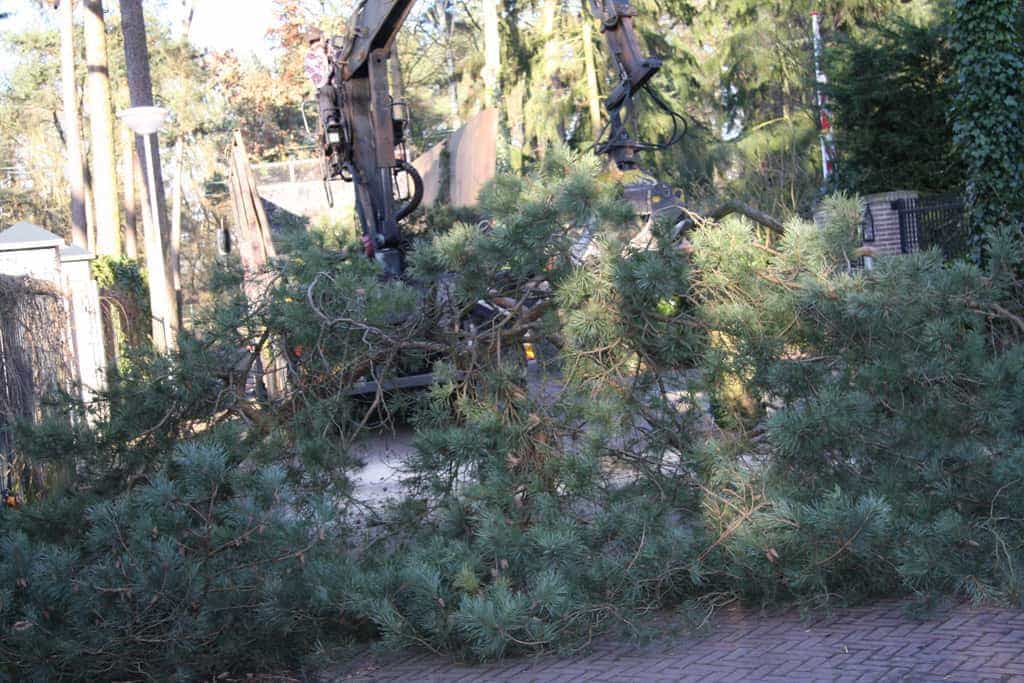 bomen rooien/hoekstra/Afbeelding 050