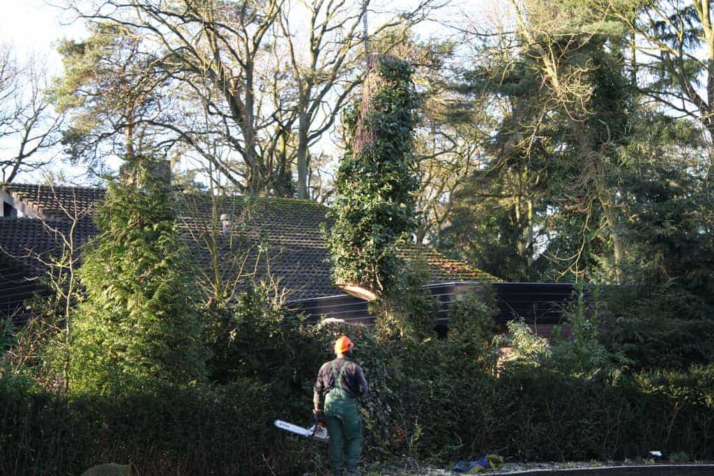 bomen rooien/hoekstra/Afbeelding 063