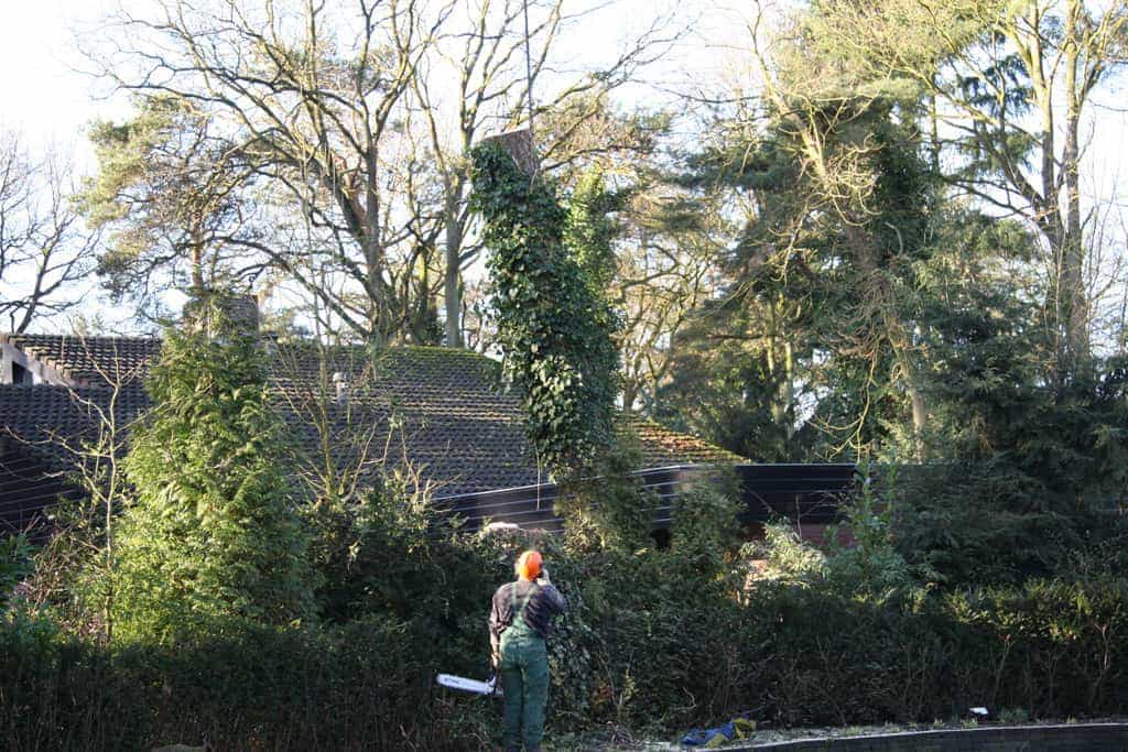 bomen rooien/hoekstra/Afbeelding 064