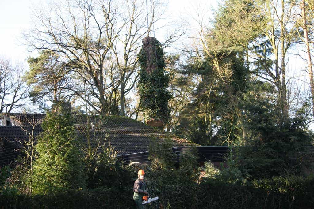 bomen rooien/hoekstra/Afbeelding 065