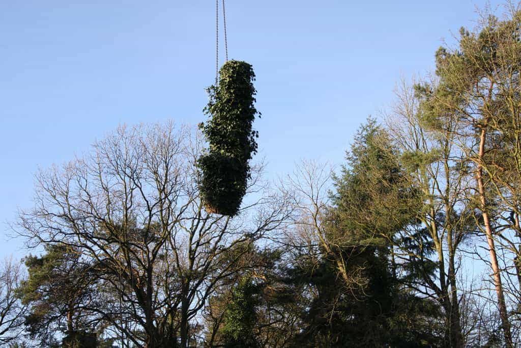 bomen rooien/hoekstra/Afbeelding 066