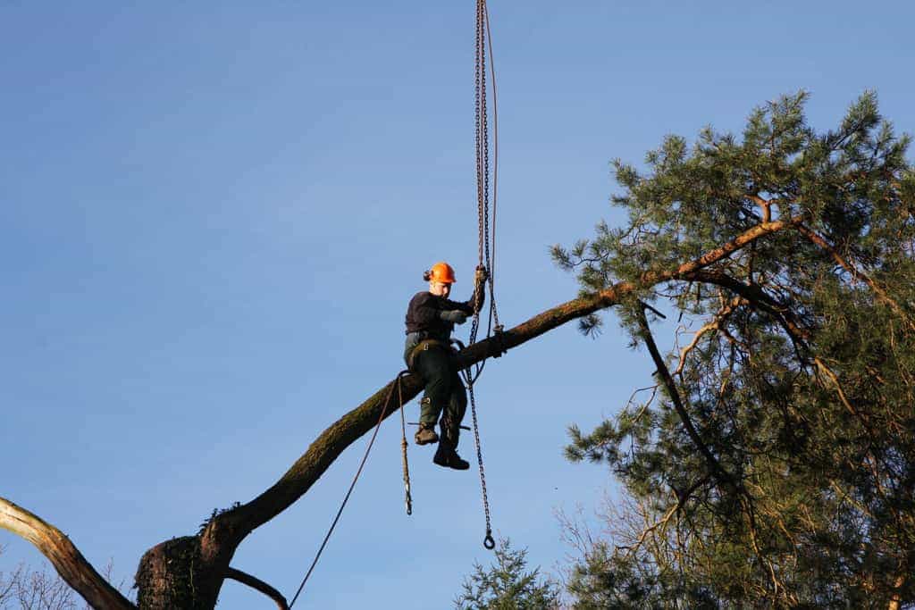 bomen rooien/hoekstra/bomen rooien bomen kappen bomen slopen udenhout