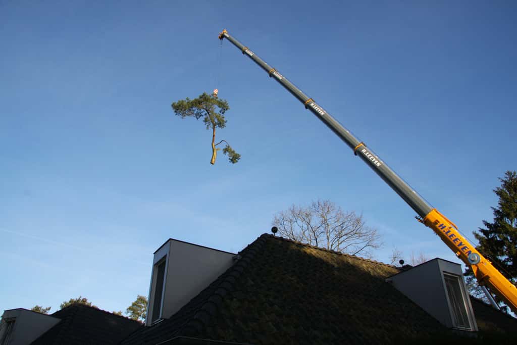 bomen rooien/hoekstra/bomen rooien brabant breda kappen hoe kap ik een boom