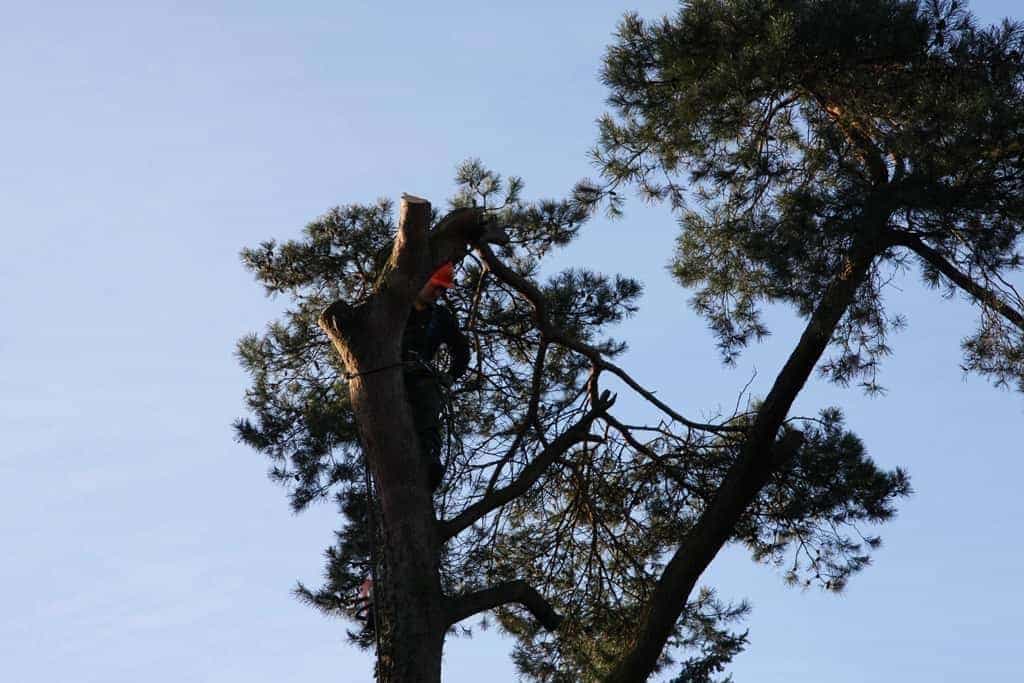 bomen-rooien-tilburg/bomen-rooien-tilburg-03