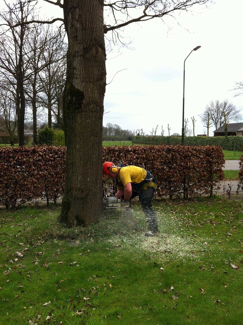 bomenrooien biezenmortel/bomen afzagen en opruimen wat zijn de prijzen