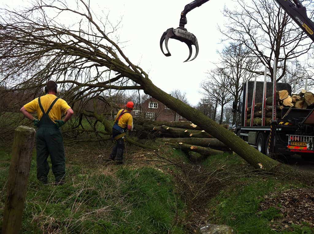 bomenrooien biezenmortel/bomen rooien bomen kappen bomen rooien wat kost het