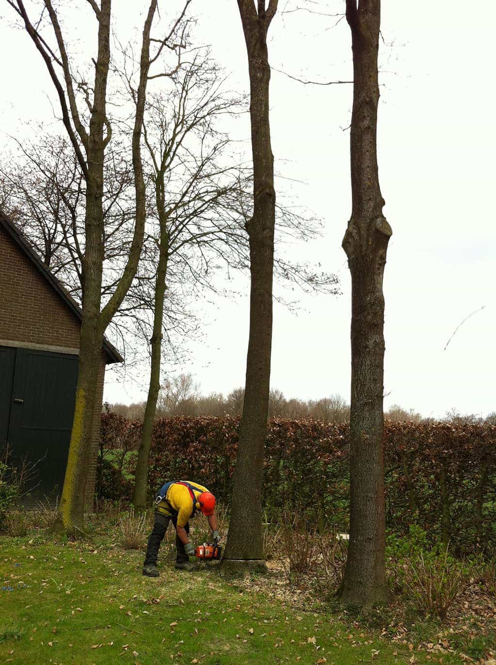 bomenrooien biezenmortel/bomen rooien bomen kappen boom vellen geldrop nuenen