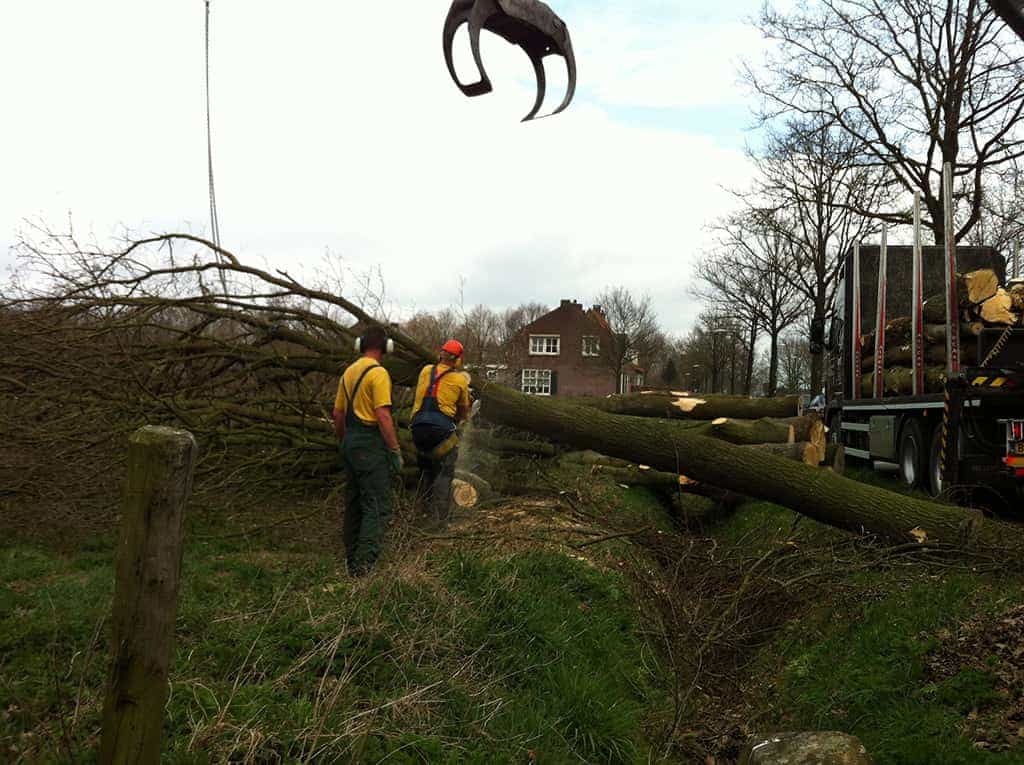 bomenrooien biezenmortel/bomen rooien bomen kappen eindhoven veldhoven