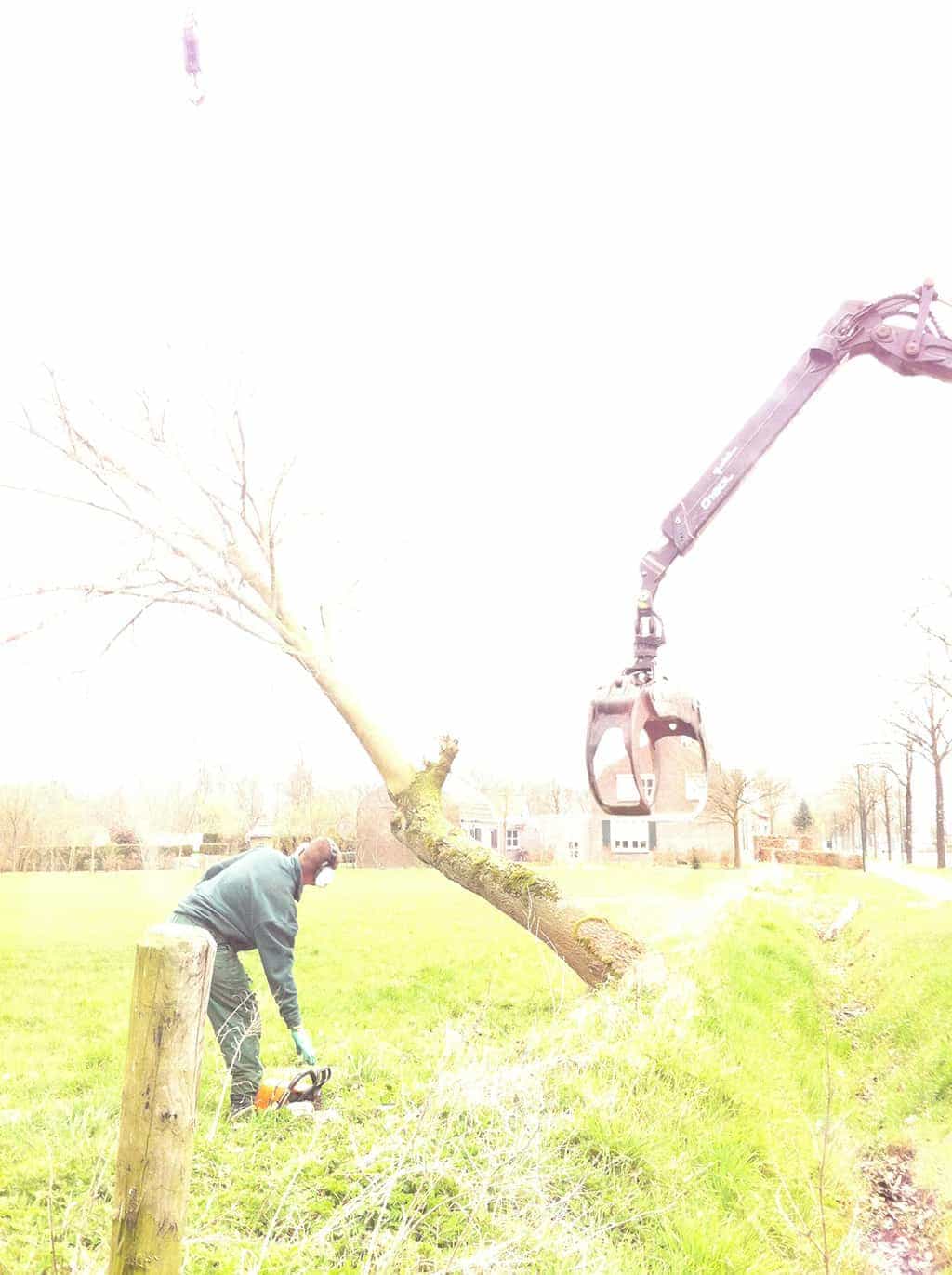 bomenrooien biezenmortel/bomen rooien brabant