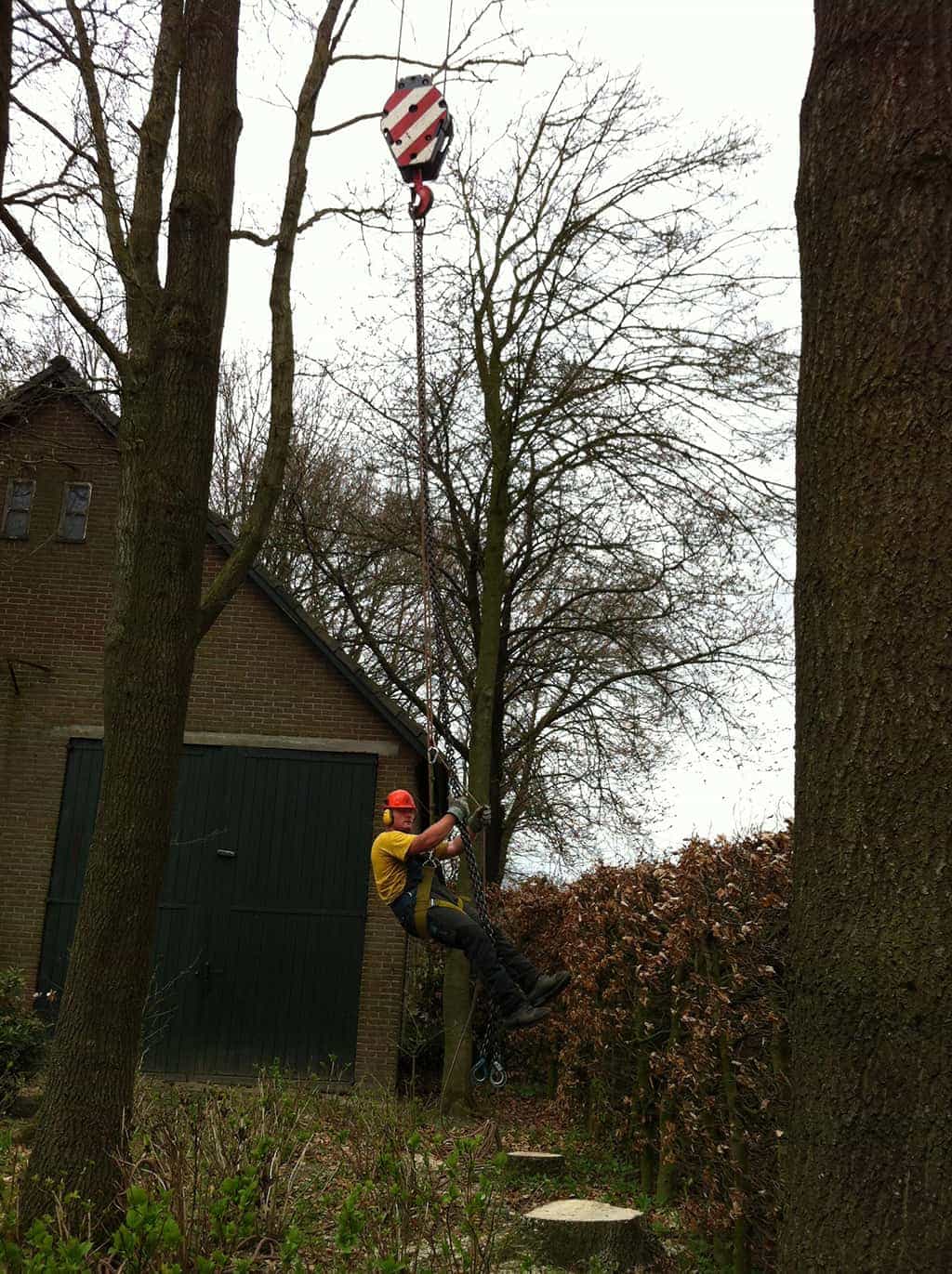 bomenrooien biezenmortel/bomen rooien breda ulvenhout