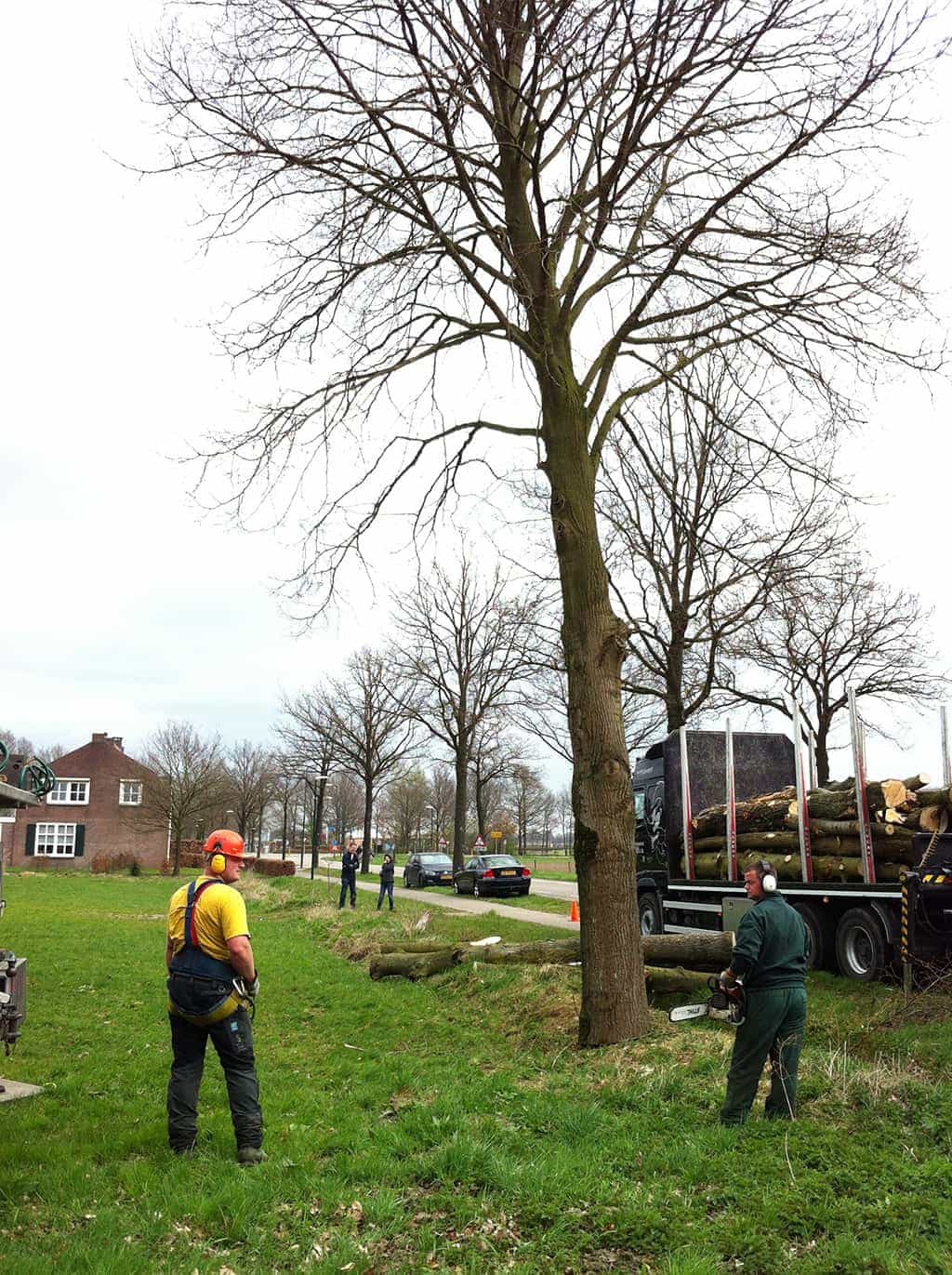 bomenrooien biezenmortel/bomen rooien oisterwijk moergestel