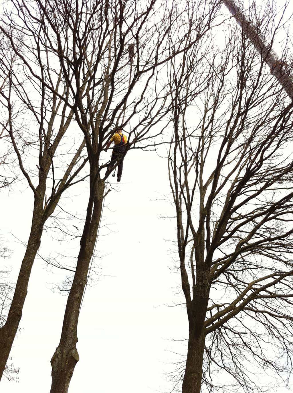 bomenrooien biezenmortel/bomen rooien teteringen roosendaal