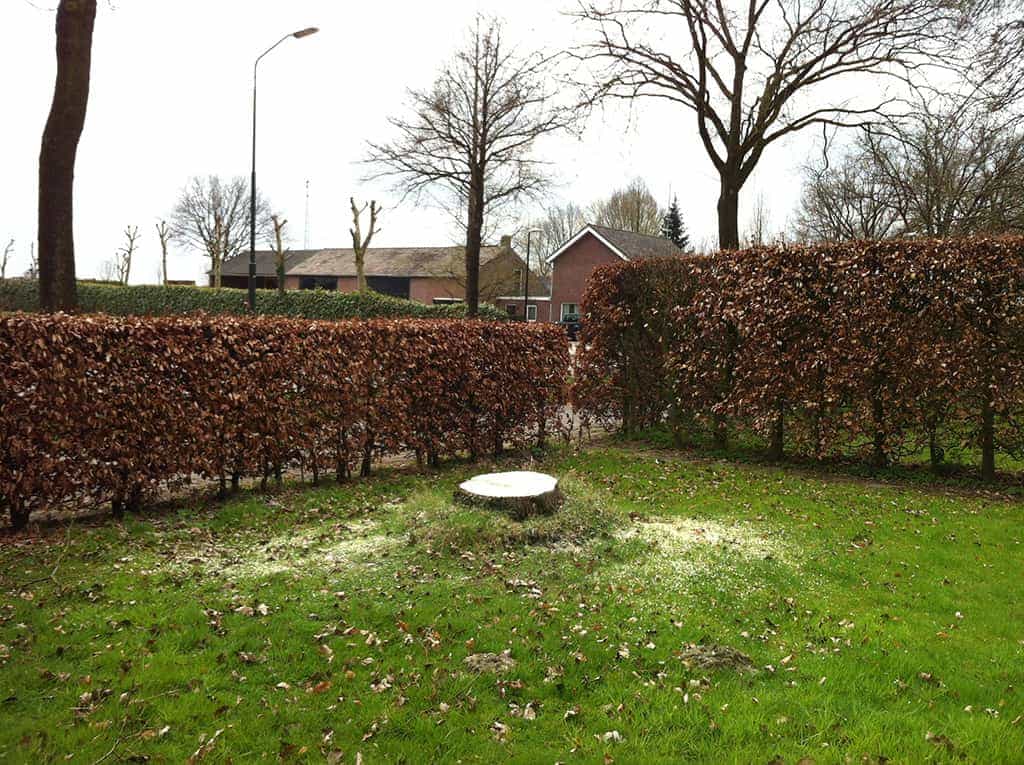 bomenrooien biezenmortel/bomen rooien udenhout tilburg