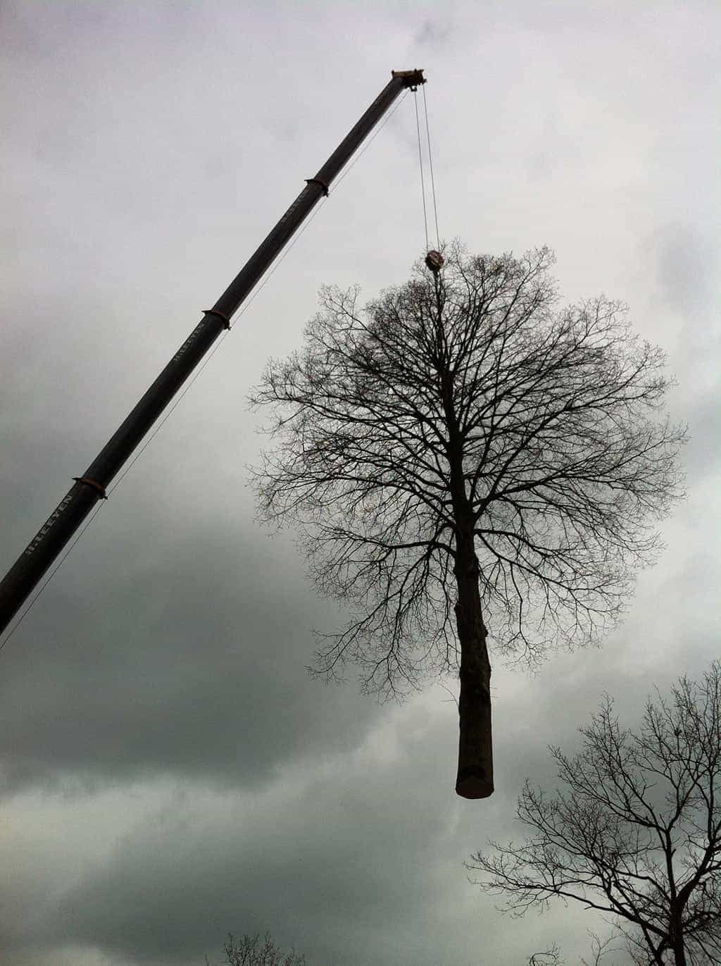 bomenrooien biezenmortel/bomen rooien vught den bosch