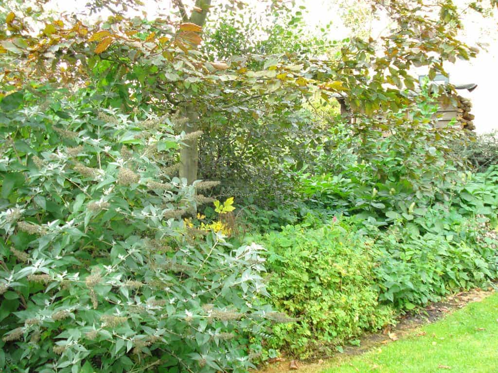 etten belgie/Afbeelding 019