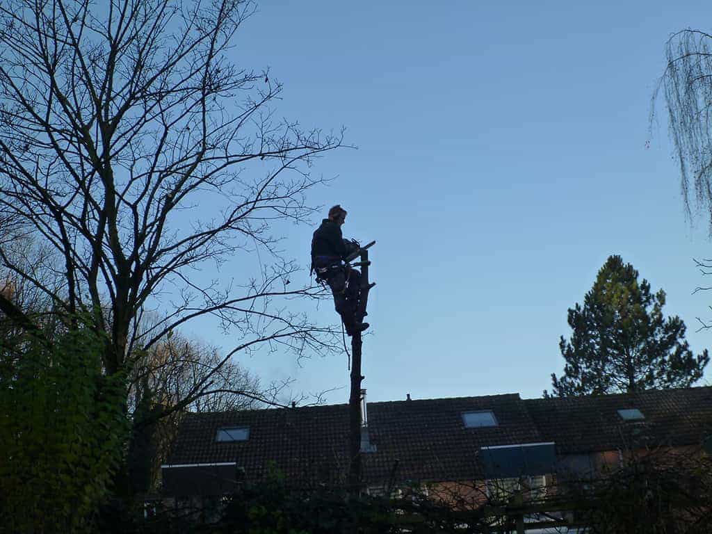 het rooien van een berkenboom in waalwijk.JPG