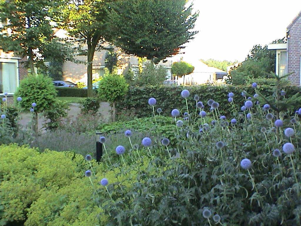 marloes/tuin a 2.JPG