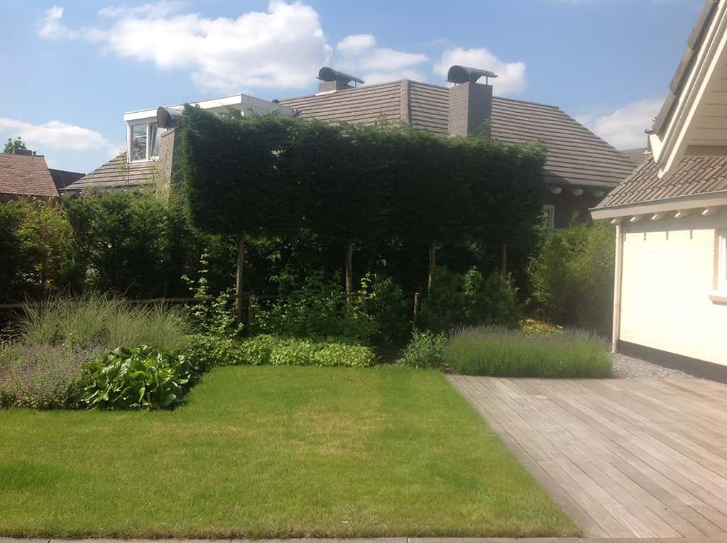 olpen/13 dichte haag van leilandii  groene coniferen geen inkijk meer van de buren. tilburg veldhoven Best udenhout den bosch rosmalen goirle